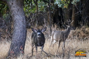 2018 River Ranch Hybrid Blacktail Mule Deer Cross